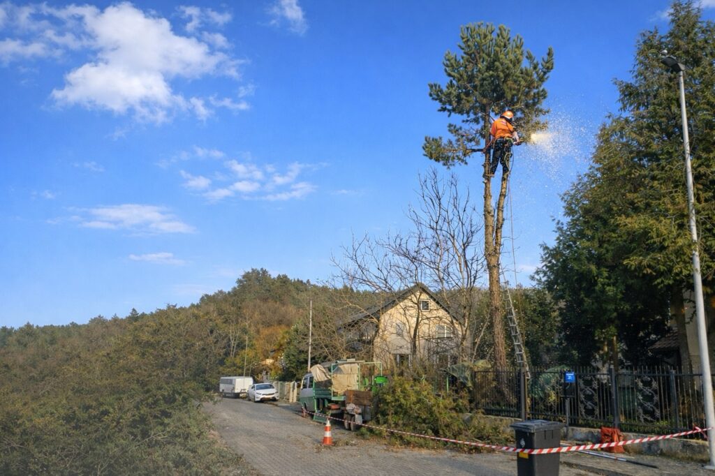 wycinka drzew alpinistyczna Gdańsk, wycinka drzew alpinistyczna Gdynia, wycinka drzew alpinistyczna Wejherowo, wycinka drzew alpinistyczna Kartuzy, wycinka drzew alpinistyczna Banino, wycinka drzew alpinistyczna Żukowo - SBZ usługi